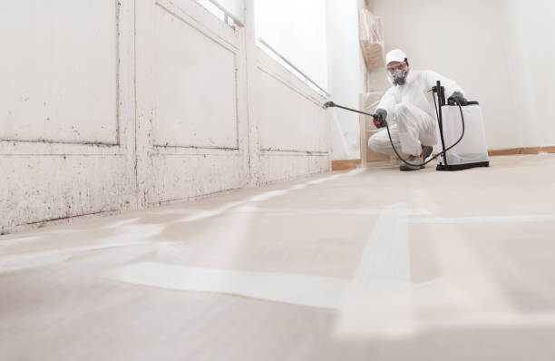 24/7 Emergency Mold Remediation experts in Solomons, MD